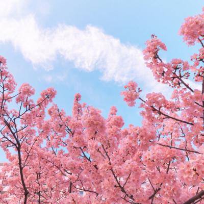 轩辕剑龙舞云山九游版下载